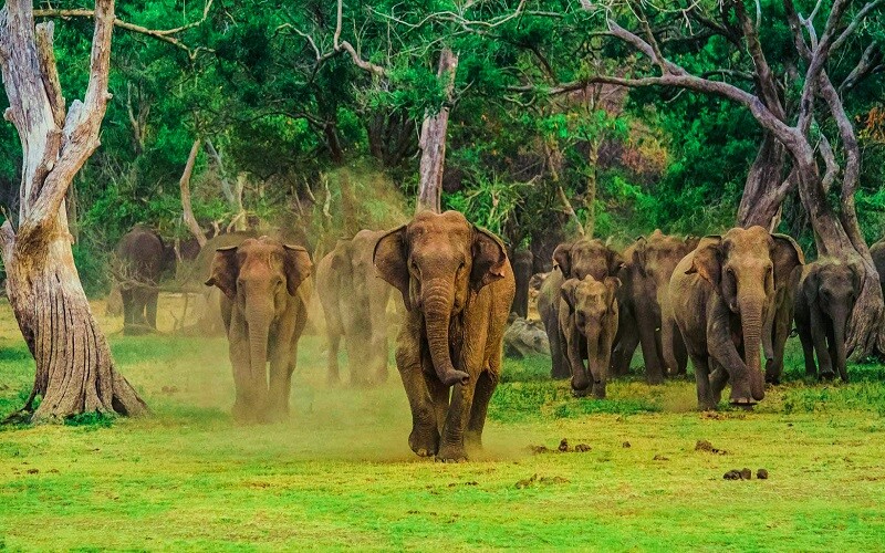 Srilanka Tour
